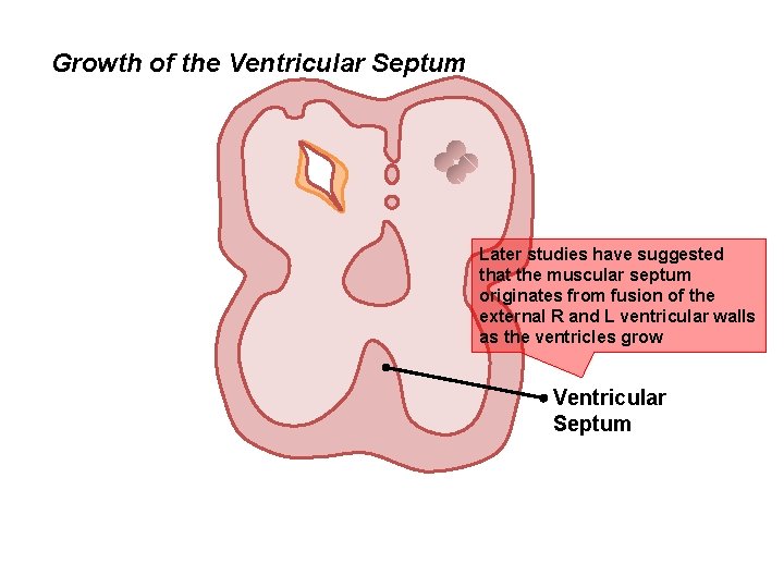 Growth of the Ventricular Septum Later studies have suggested that the muscular septum originates