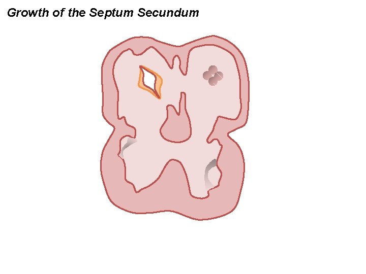 Growth of the Septum Secundum 