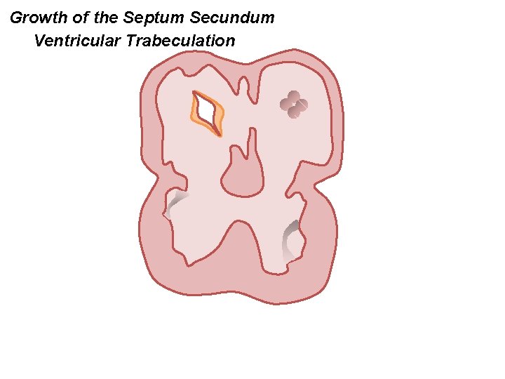 Growth of the Septum Secundum Ventricular Trabeculation 