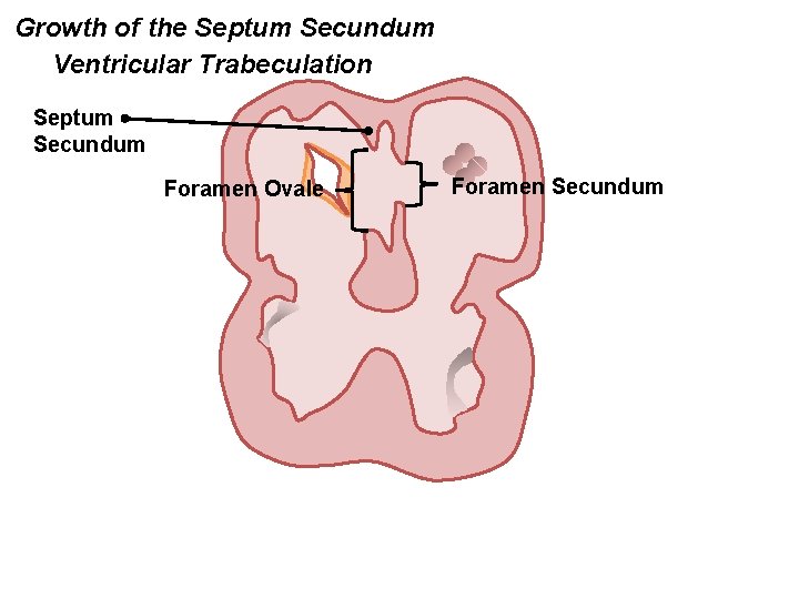 Growth of the Septum Secundum Ventricular Trabeculation Septum Secundum Foramen Ovale Foramen Secundum 