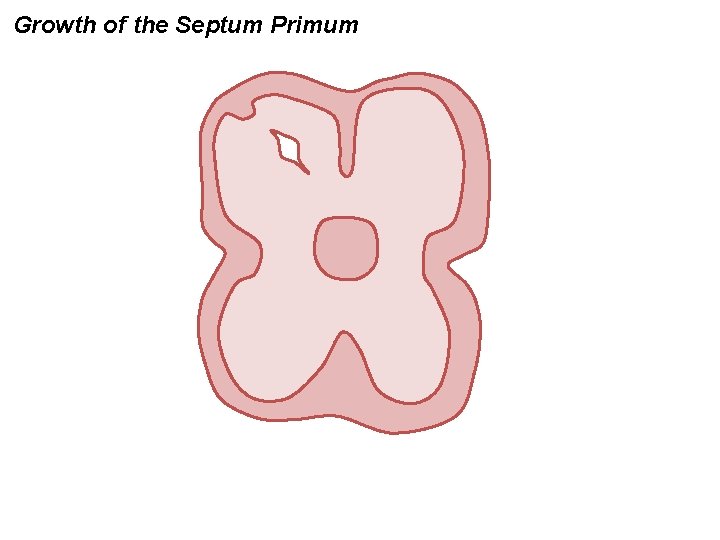 Growth of the Septum Primum 