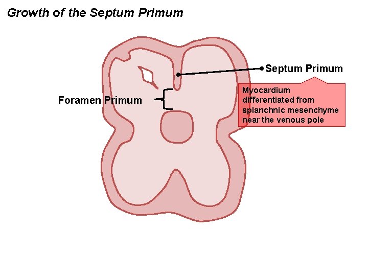 Growth of the Septum Primum Foramen Primum Myocardium differentiated from splanchnic mesenchyme near the