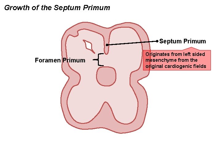 Growth of the Septum Primum Foramen Primum Originates from left sided mesenchyme from the
