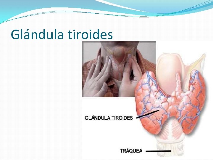 Glándula tiroides 