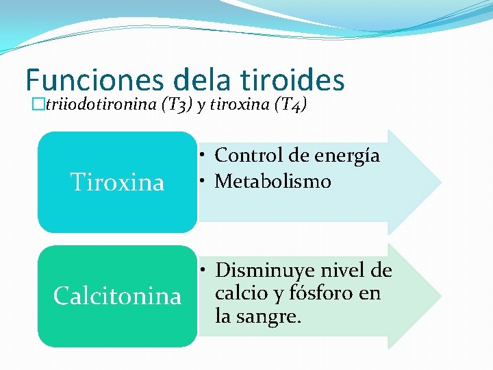 Funciones dela tiroides �triiodotironina (T 3) y tiroxina (T 4) Tiroxina Calcitonina • Control