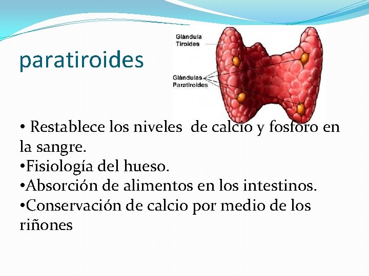 paratiroides • Restablece los niveles de calcio y fosforo en la sangre. • Fisiología