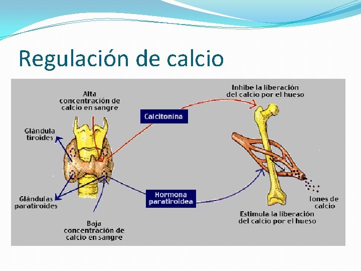 Regulación de calcio 
