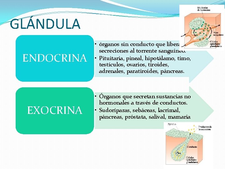 GLÁNDULA ENDOCRINA EXOCRINA • órganos sin conducto que liberan secreciones al torrente sanguíneo. •