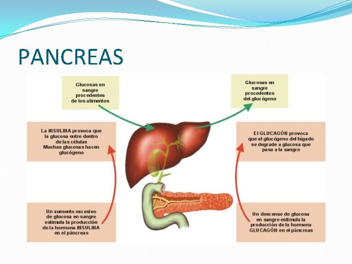 PANCREAS 