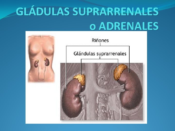 GLÁDULAS SUPRARRENALES o ADRENALES 