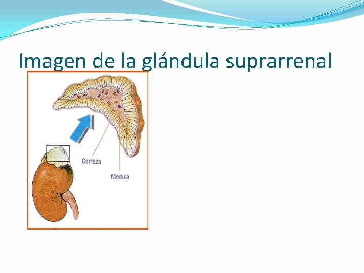Imagen de la glándula suprarrenal 