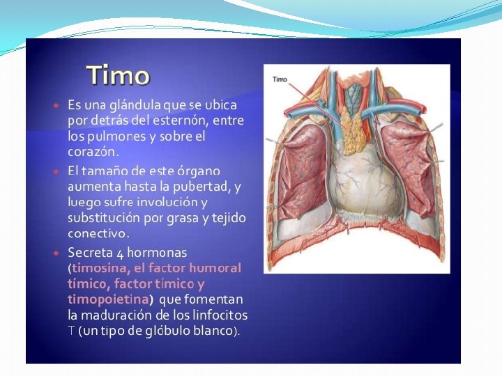 Timo 