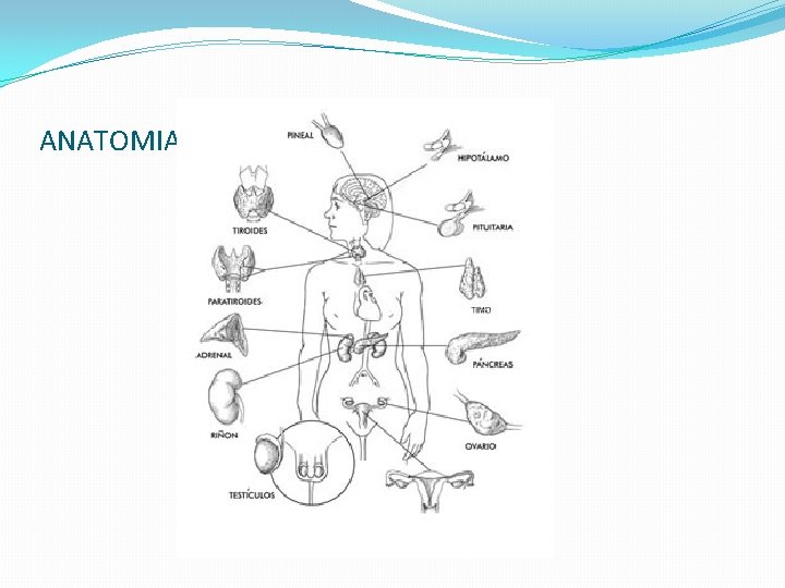 ANATOMIA DEL SISTEMA ENDOCRINO 