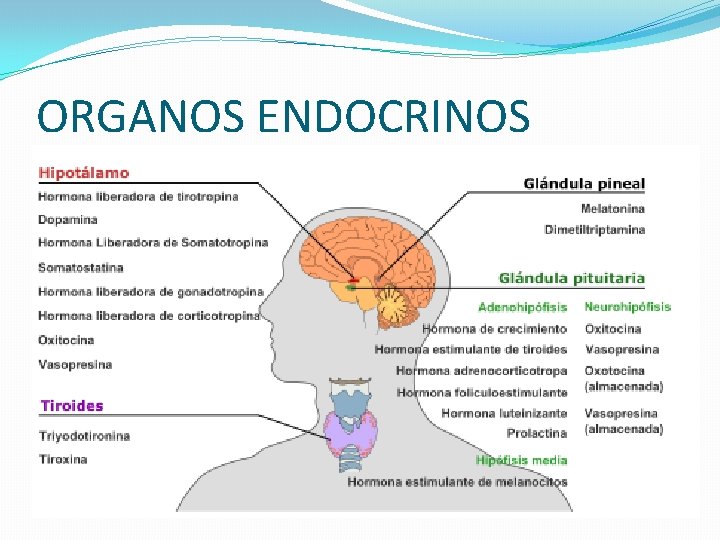 ORGANOS ENDOCRINOS 