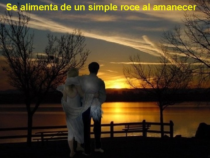 Se alimenta de un simple roce al amanecer 