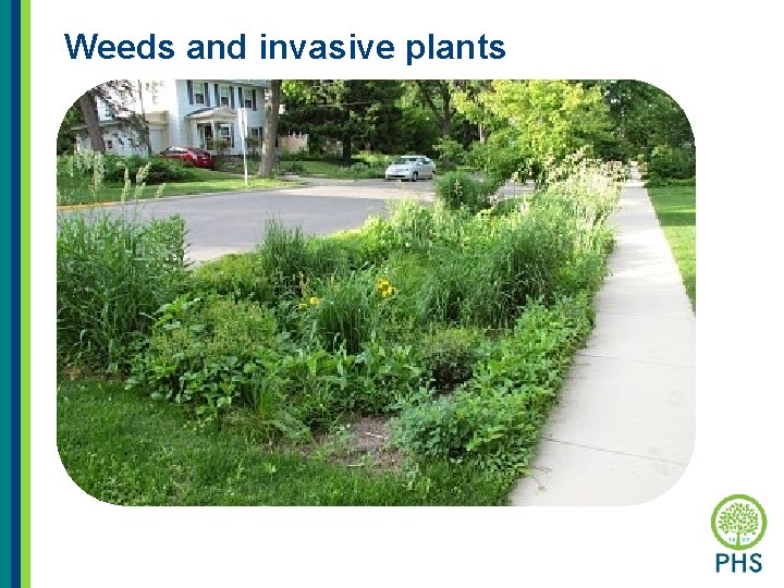 Weeds and invasive plants 