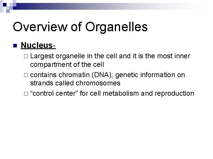 Overview of Organelles n Nucleus¨ Largest organelle in the cell and it is the