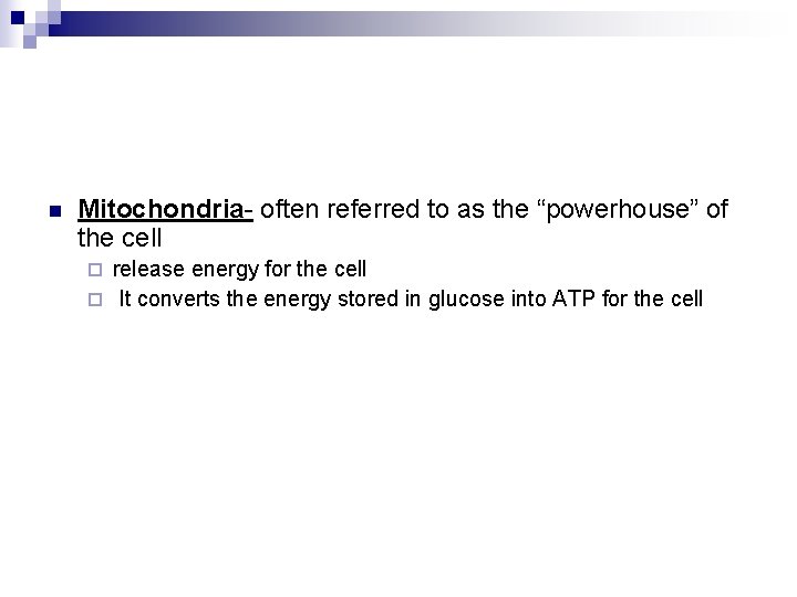 n Mitochondria- often referred to as the “powerhouse” of the cell release energy for