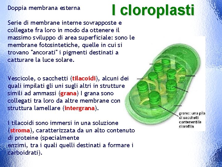 Doppia membrana esterna I cloroplasti Serie di membrane interne sovrapposte e collegate fra loro