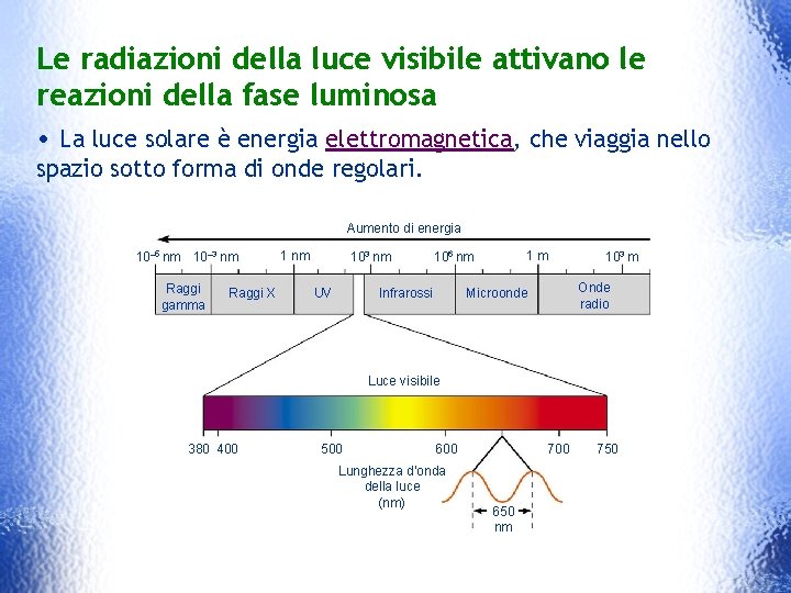 Le radiazioni della luce visibile attivano le reazioni della fase luminosa • La luce