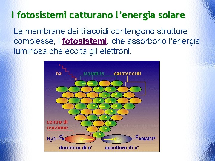 I fotosistemi catturano l’energia solare Le membrane dei tilacoidi contengono strutture complesse, i fotosistemi,