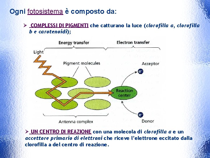 Ogni fotosistema è composto da: Ø COMPLESSI DI PIGMENTI che catturano la luce (clorofilla