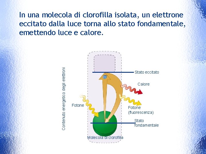 Contenuto energetico degli elettroni In una molecola di clorofilla isolata, un elettrone eccitato dalla