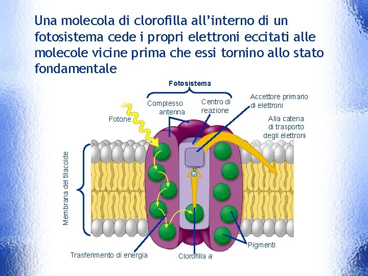 Una molecola di clorofilla all’interno di un fotosistema cede i propri elettroni eccitati alle