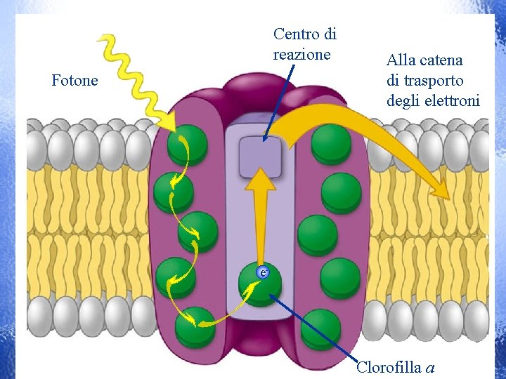 Centro di reazione Fotone Alla catena di trasporto degli elettroni e- Clorofilla a 