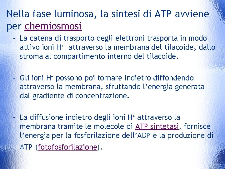 Nella fase luminosa, la sintesi di ATP avviene per chemiosmosi – La catena di