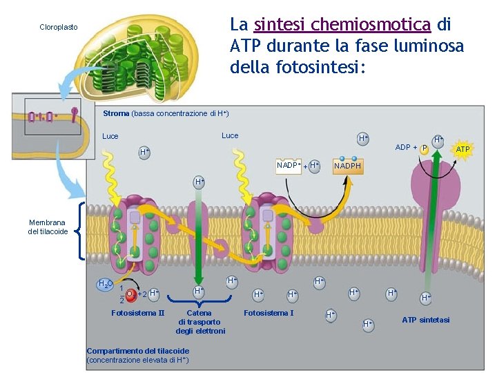 La sintesi chemiosmotica di ATP durante la fase luminosa della fotosintesi: Cloroplasto Stroma (bassa