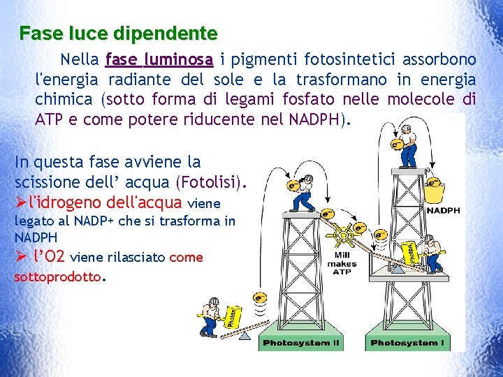 Fase luce dipendente Nella fase luminosa i pigmenti fotosintetici assorbono l'energia radiante del sole