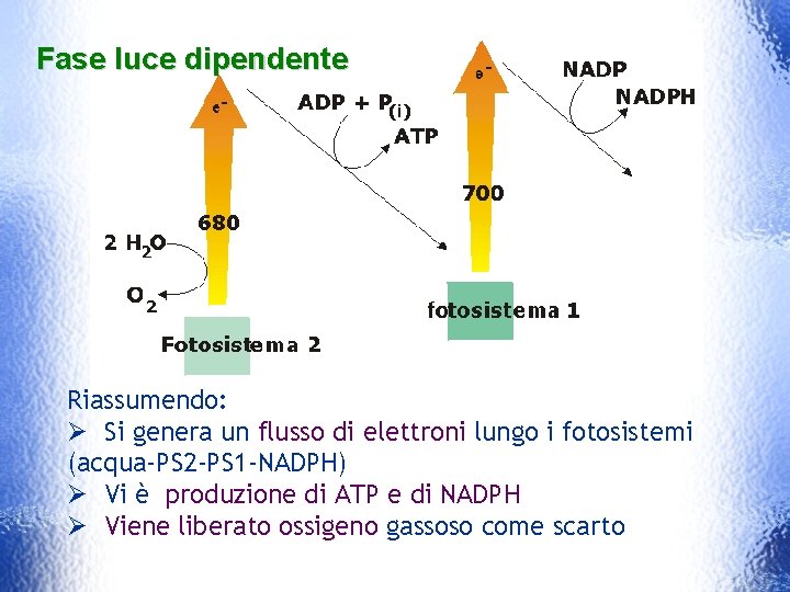 Fase luce dipendente Riassumendo: Ø Si genera un flusso di elettroni lungo i fotosistemi