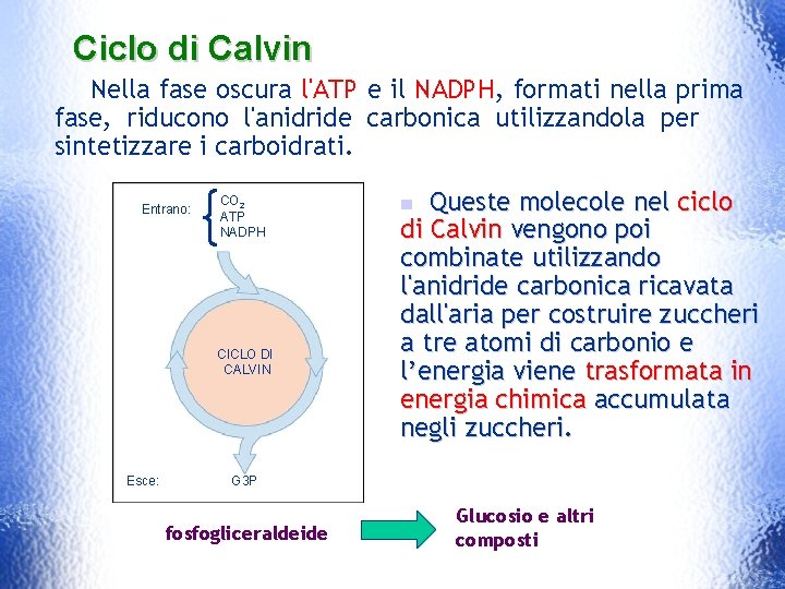 Ciclo di Calvin Nella fase oscura l'ATP e il NADPH, formati nella prima fase,