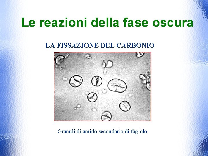 Le reazioni della fase oscura LA FISSAZIONE DEL CARBONIO Granuli di amido secondario di