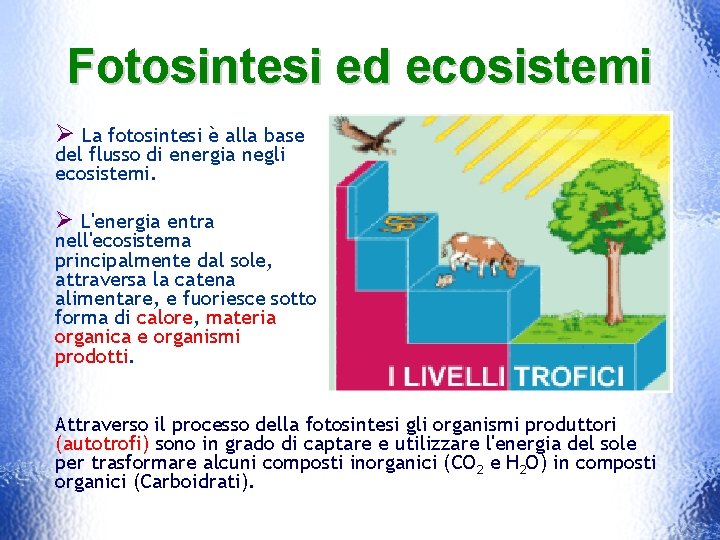 Fotosintesi ed ecosistemi Ø La fotosintesi è alla base del flusso di energia negli