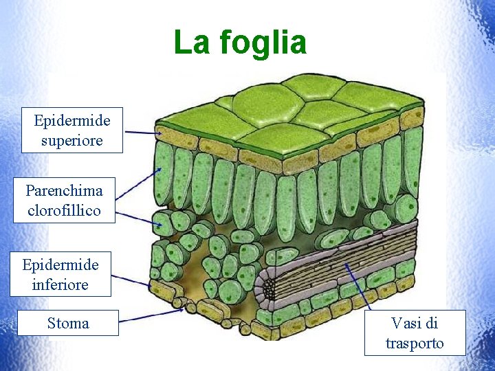 La foglia Epidermide superiore Parenchima clorofillico Epidermide inferiore Stoma Vasi di trasporto 