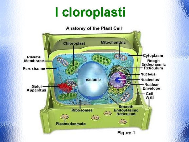 I cloroplasti 