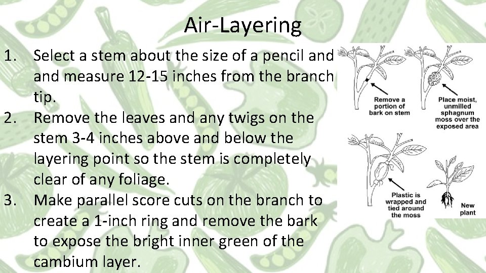 Air-Layering 1. Select a stem about the size of a pencil and measure 12 Air-Layering 1. Select a stem about the size of a pencil and measure 12