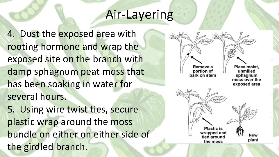 Air-Layering 4. Dust the exposed area with rooting hormone and wrap the exposed site Air-Layering 4. Dust the exposed area with rooting hormone and wrap the exposed site