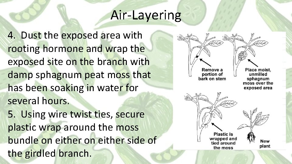 Air-Layering 4. Dust the exposed area with rooting hormone and wrap the exposed site