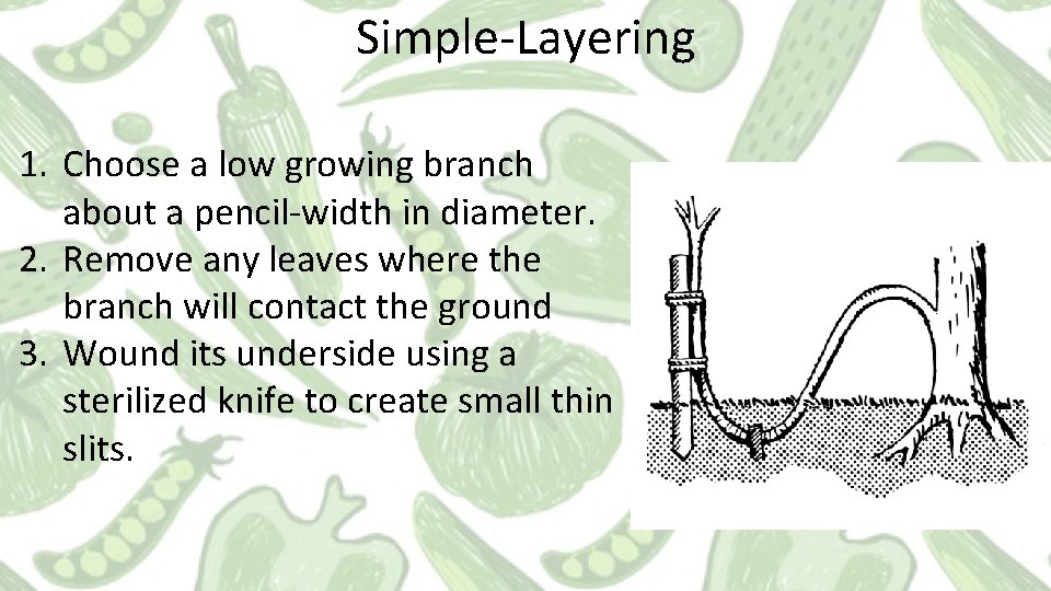 Simple-Layering 1. Choose a low growing branch about a pencil-width in diameter. 2. Remove