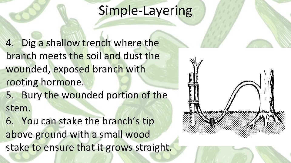 Simple-Layering 4. Dig a shallow trench where the branch meets the soil and dust Simple-Layering 4. Dig a shallow trench where the branch meets the soil and dust
