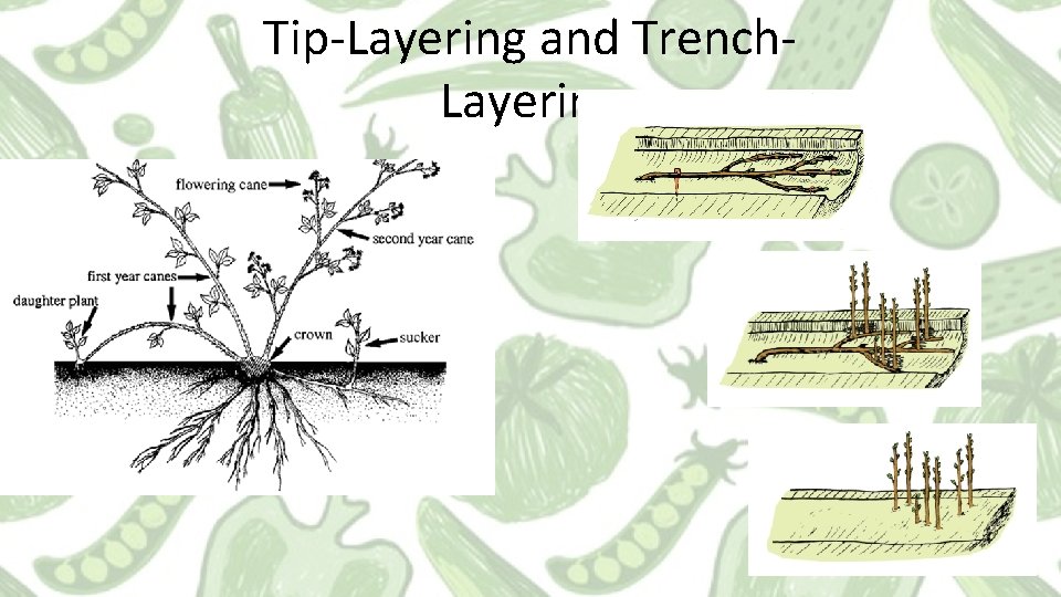 Tip-Layering and Trench. Layering Tip-Layering and Trench. Layering