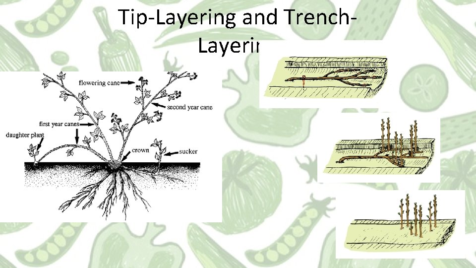 Tip-Layering and Trench. Layering 