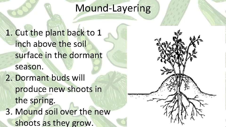 Mound-Layering 1. Cut the plant back to 1 inch above the soil surface in