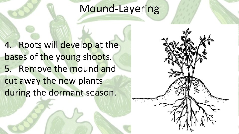 Mound-Layering 4. Roots will develop at the bases of the young shoots. 5. Remove