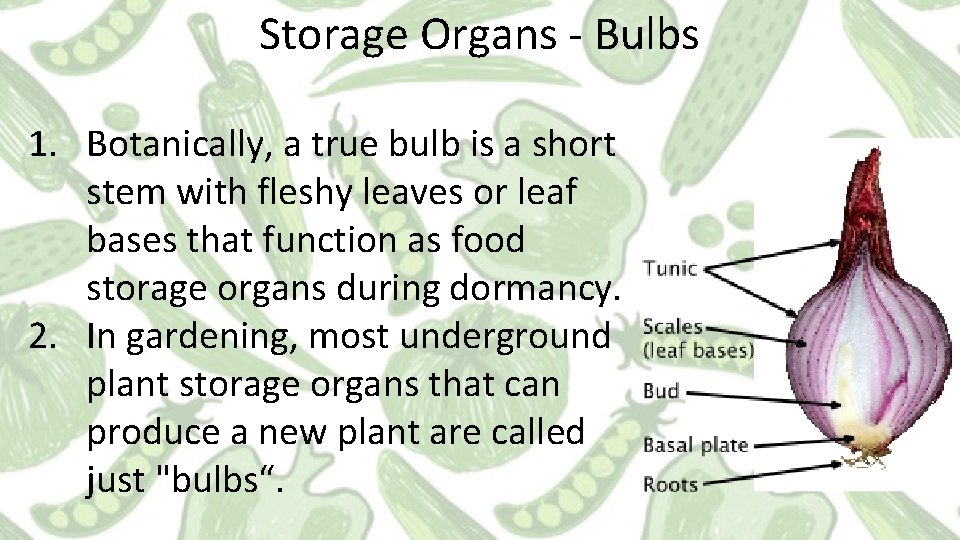 Storage Organs - Bulbs 1. Botanically, a true bulb is a short stem with Storage Organs - Bulbs 1. Botanically, a true bulb is a short stem with