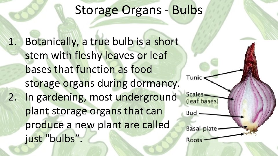 Storage Organs - Bulbs 1. Botanically, a true bulb is a short stem with
