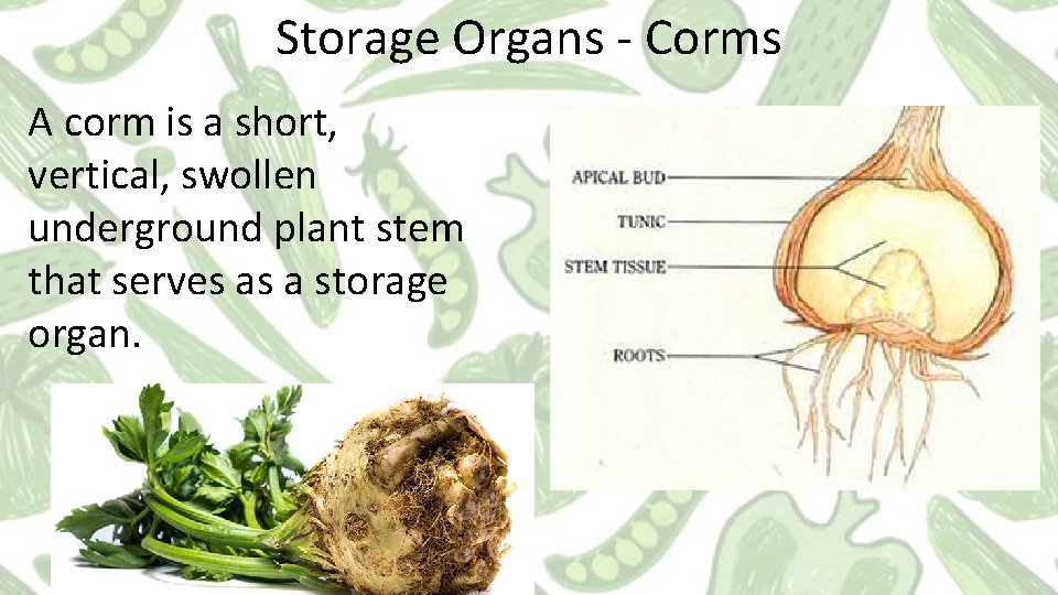 Storage Organs - Corms A corm is a short, vertical, swollen underground plant stem